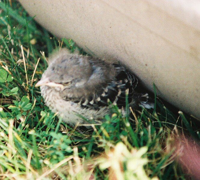 File:Mockingbird Chick004.jpg