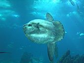 Mola mola