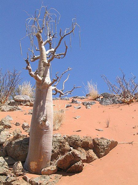 File:Moringa-ovalifolia.jpg