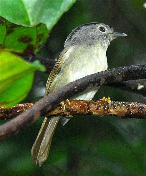 File:Mountain Fulvetta.jpg