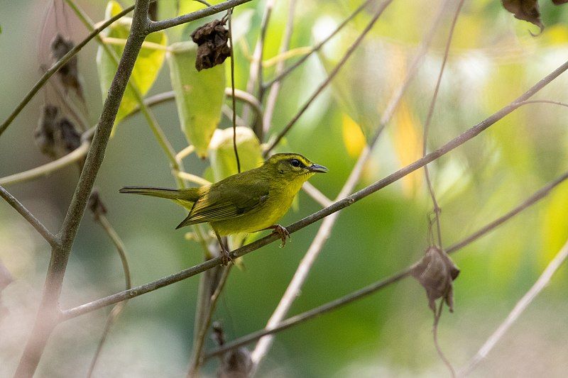 File:Myiothlypis chrysogaster 107354039.jpg