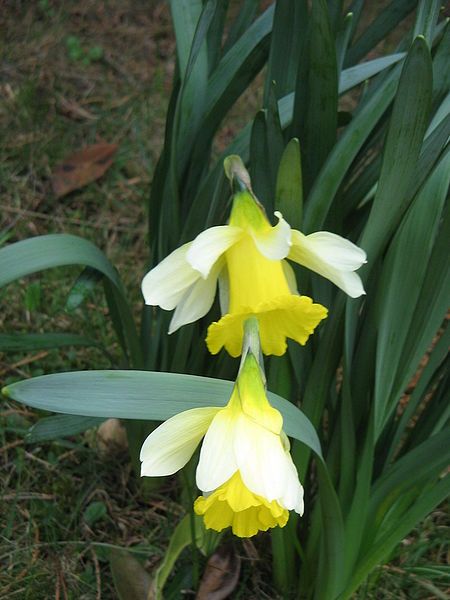 File:Narcissus pseudonarcissus nobilis01.jpg