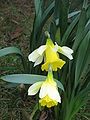 Narcissus pseudonarcissus subsp. nobilis