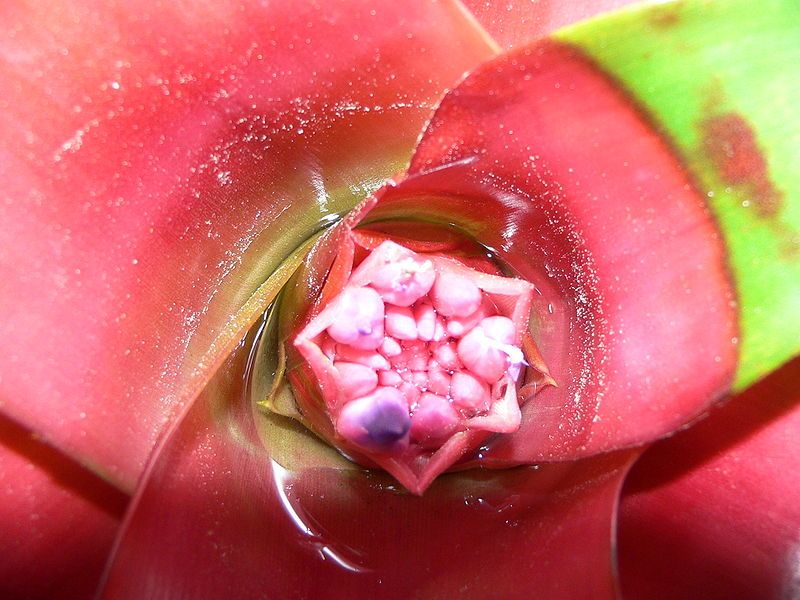 File:Neoregelia compacta3.jpg