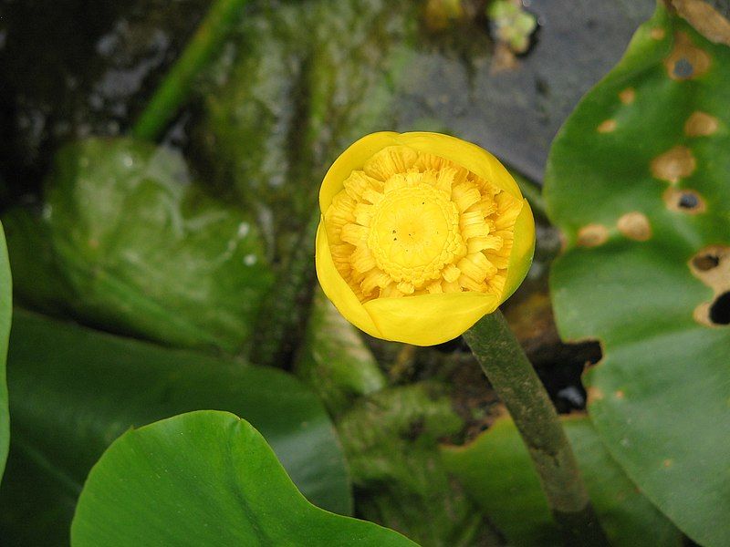 File:Nuphar lutea02.jpg