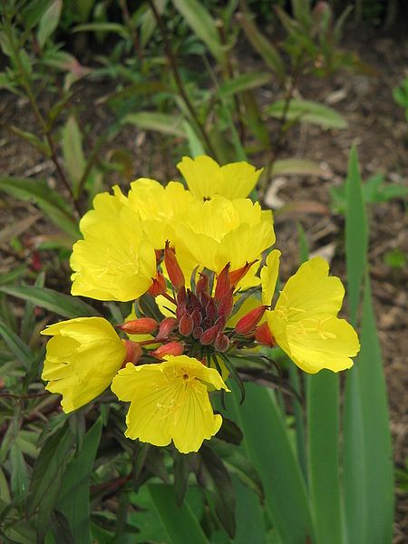 File:Oenothera tetragona02.jpg