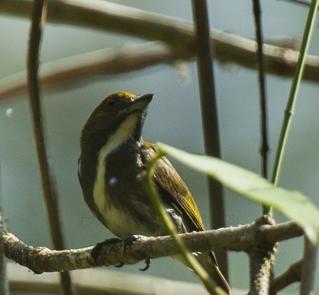 File:Olive-backed Flowerpecker.jpg