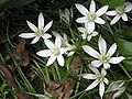 Ornithogalum umbellatum close-up