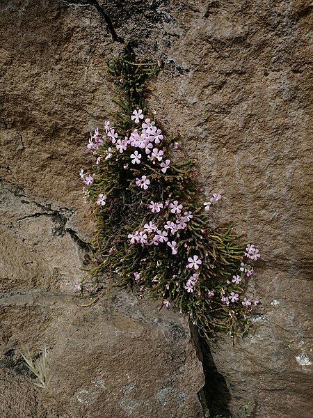 File:Ourisia microphylla 31712412.jpeg