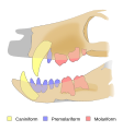 Dentition of Pakasuchus kapilimai