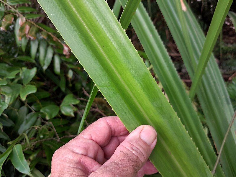 File:Pandanus-soms-laubachii-SF23081-13.jpg