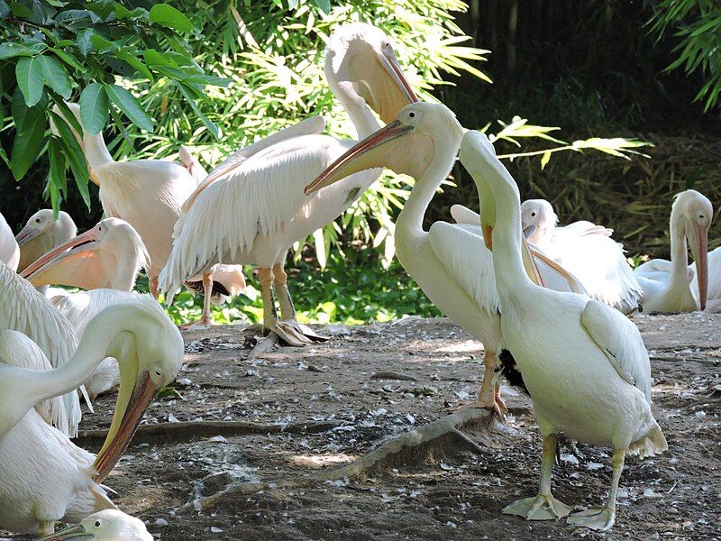 File:Pelican in flock.JPG