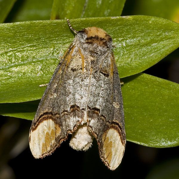 File:Phalera.bucephala.7189.jpg