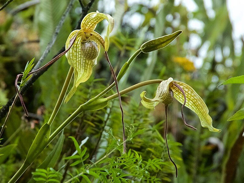 File:Phragmipedium caudatum.jpg