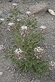 Red-whiskered clammyweed (family Cleomaceae), lower part of F. R. 144