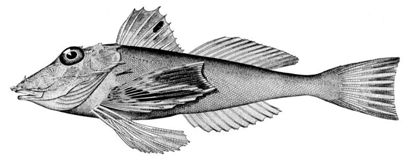 File:Prionotus beanii.jpg