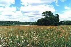 Privolzhskaya lesostep Nature Reserve, Kameshkirsky District