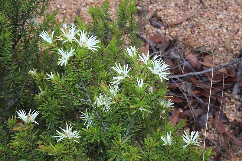 File:Pseudanthus ligulatus habit.jpg