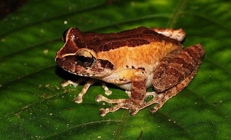 File:Pseudophilautus puranappu.jpg