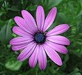 Osteospermum