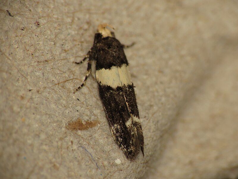 File:Recurvaria leucatella 2.jpg