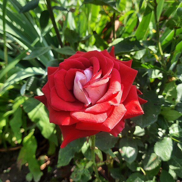 File:Red-white rose.jpg