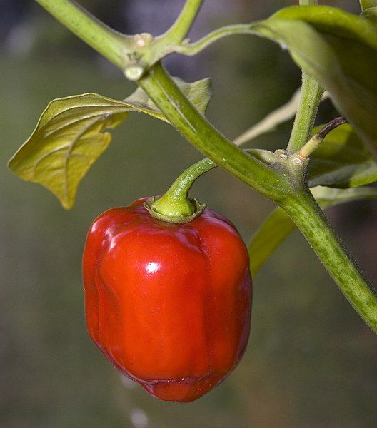 File:Red Savina.jpg