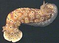 Hypselodoris tryoni