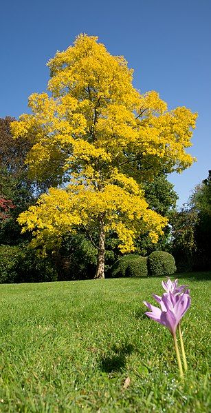 File:Robinia pseudoacacia 'Frisia'.jpg