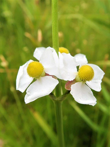 File:Sagittaria aginashi 2.JPG