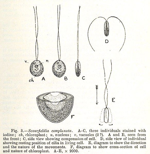 File:Scourfieldia complanata.jpg