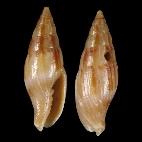 File:Seashell Nebularia semperi.jpg