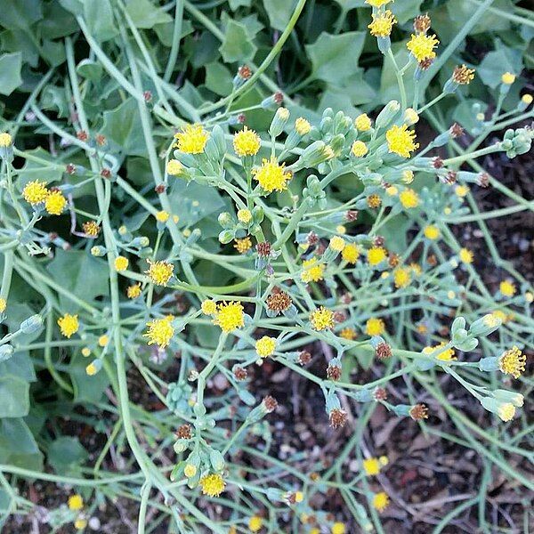 File:Senecio tropaeolifolius flowers.jpg