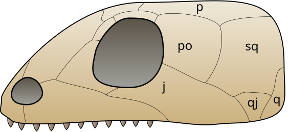 File:Skull anapsida 1.svg