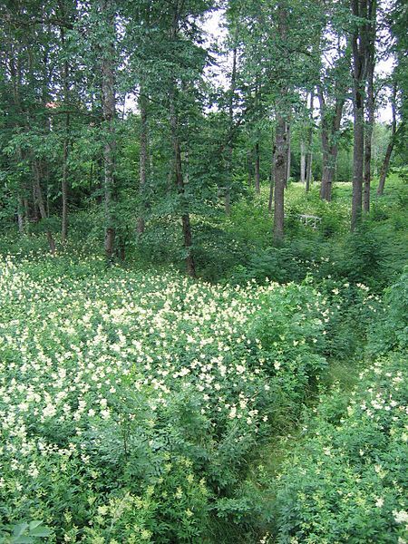 File:Skuttungeån (Skutå).JPG