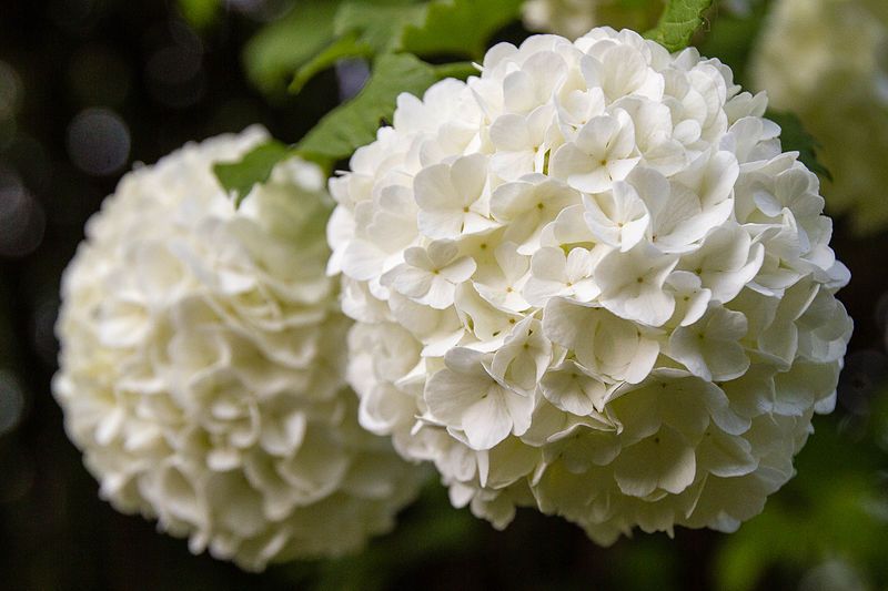 File:Snowball flowers (13985050634).jpg