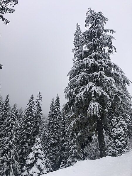 File:Snowy Western Hemlock.jpg