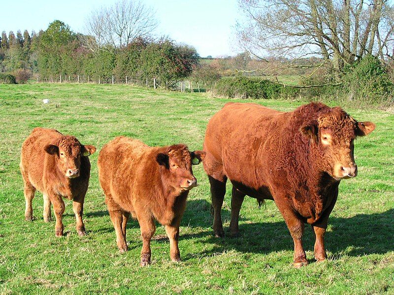 File:South Devon cattle.JPG