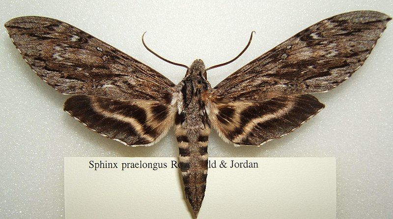 File:Sphinx praelongus sjh.JPG