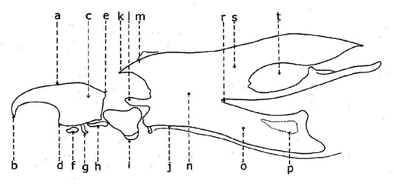 File:Squelette cephalo-pharyngeal III.jpg