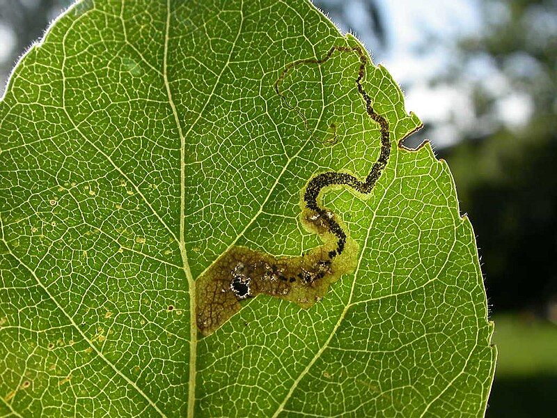 File:Stigmella trimaculella.jpg