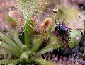 Sundew (Drosera sp.)