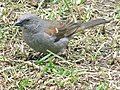 Swainson's Sparrow, Passer swainsonii