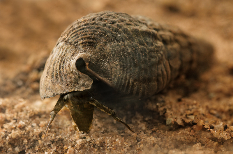 File:Terebralia palustris 2.png