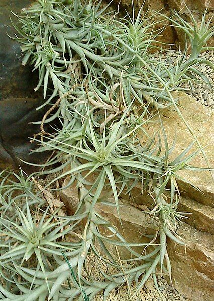 File:Tillandsia incarnata foliage.JPG