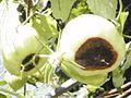 Blossom end rot in green tomatoes