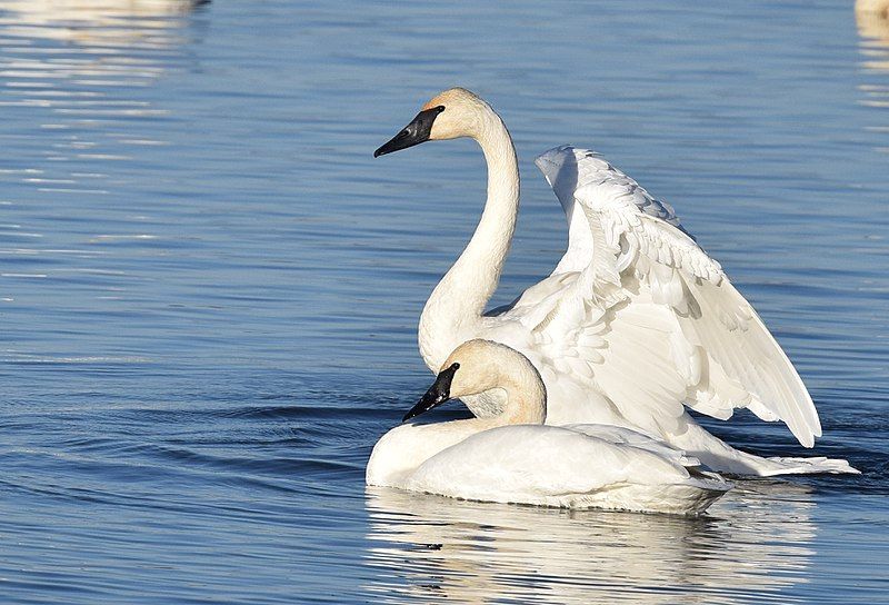 File:Trumpeter Swan (30337786934).jpg