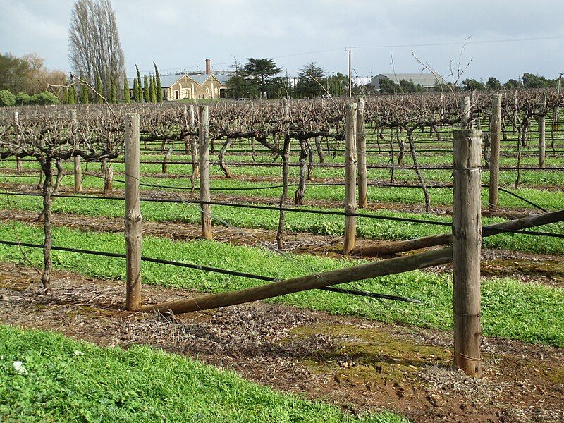 File:Vines near Wynns.JPG