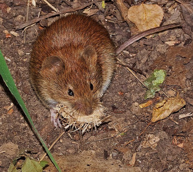 File:2017.06.17.-21-Reinheimer Teich-Reinheim--Roetelmaus.jpg