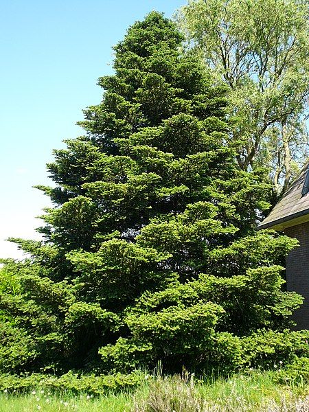 File:Abies koreana01.jpg